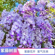 [Buy One Shot 5] Wisteria Flower Seedlings Old Pile Long Vines Cold-Resistant Vines Potted Long Ears