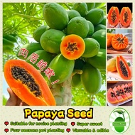 Sweet Papaya Seeds for Planting (10 pcs/pack) Papaya Fruit Seeds Bonsai Papaya Seeds Bonsai Tree  Fr