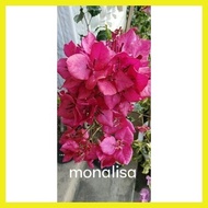 ❈ △ ⎯ SALE!!! ROOTED RARE BOUGAINVILLEA
