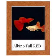 Grade A Albino Full Red guppy