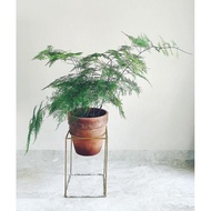 Common asparagus fern 室内植物