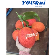 Organic Gac Fuits 木鳖果/Fruit Of Heaven (1pcs)