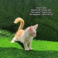 Kucing Mainecoon Cream Tabby CFA