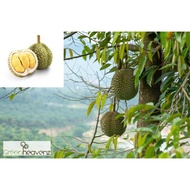  Durian Black Thorn Ochee Fruit Tree Anak Pokok Buah Duri Hitam 黑刺榴莲