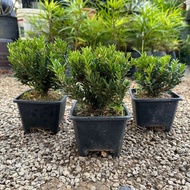 90s Greenovation Live Plant Buxus Sempervirens Bonsai 黄杨 P140