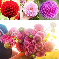 LOCAL READY STOCK-200 Pcs Mix Color Dahlia Flower Seeds Peony Home Garden Potted Plants Biji Benih Pokok Bunga Dahlia Caladium Plant Pokok Bonsai Hidup Air Plants Live Benih Bunga Keladi Anak Pokok