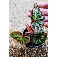 Begonia Variabilis Red form(Rare)