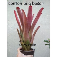 Bromeliad Aec Cruenta Rubra Tahan Panas Live Plant