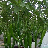 seeds CILI Sakata 461 buah besar dan panjang