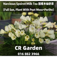 Narcissus Spoirot Milk Tea 1 Bulb 围裙水仙奶茶1球 (Full Sun, Plant With Peat Moss+Perlite)