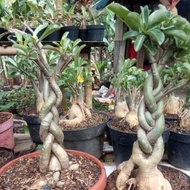 Tanaman hias bibit bonsai Adenium bonggol besar MURAH