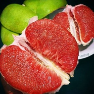 Pokok  Limau Bali Merah Hybrid 100%