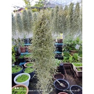 REAL LIFE SPANISH MOSS JANGGUT ADAM/✌️❤️💐空气植物