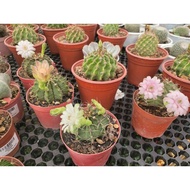 Cactus plants (0.1-0.2mH) - Succulent Plants/ Table Top plants/ Indoor Plants/ House Plants