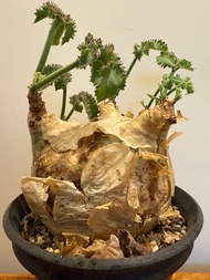 元寶形三眼仔 安哥拉葡萄 Cyphostemma uter var. macropus