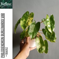 Philodendron Burle Marx / Burlemarx Variegata Realpict