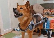 全新 大狗 後助 輪椅 適合 任何大型犬 金毛 雪橇 唐狗 阿拉斯加 big large huge dog dogs pet pets wheelchair