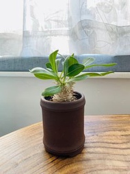 惠比須笑 Pachypodium brevicaule   (塊根植物.多肉植物.實生 .連盆.多肉塊根.創意禮物)