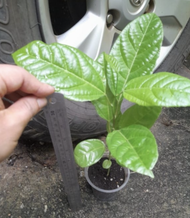 Anak Pokok Panama Rose Gold Passion Fruit Tree 巴拿马玫瑰香黄金百香果树苗