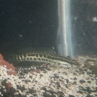 baby channa argus pyton