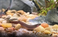 [ 3pcs | PACK ] Black Kuhli Loach