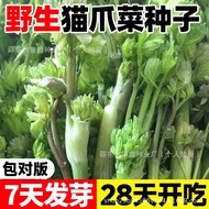 Wild Cat's Paw Seeds Mountain Wild Vegetable Seeds Tang Song Vegetable Seeds Fern Vegetable Seeds Or
