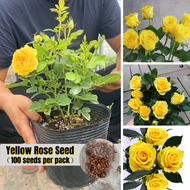 [Fast Germination] Yellow Rose Seeds for Sale （100 Seeds/bag）Climbing Rose Plants Seeds Biji Benih Bunga Rose Jepun Beautiful Rose Flower Seeds for Planting Live Plants Air Plant Garden Decoration Ornamental Rose Plants Vegetable Seeds Bunga Rose Hidup