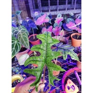 Alocasia Jacklyn / Sulawesi (live plant)