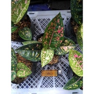 Aglaonema Ruby Compacta Remaja Lokal