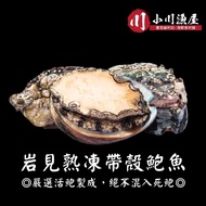 【小川漁屋】 熟凍帶殼鮑魚5包（300g±10%/包/8~11顆)