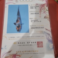 IKAN KOI IMPORT SHOWA SAKAI IKAN KOI SHOWA SHOW QUALITY IMPORT