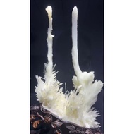 Live link 5 0 Live link..........................