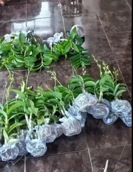 Anggrek dendrobium spaike bunga hijau