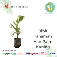 Tanaman Hias Palem Kuning / tanaman indoor palm palem berkualitas