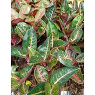 Adelia - Tanaman Hias Aglaonema Aglonema