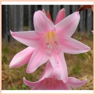 ▦ ◱ ♀ amaryllis plant bulb