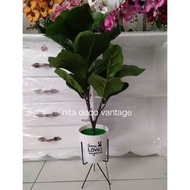 Fiddle fig bajet premium