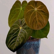 anthurium hoffmanii - anthurium hoffmanii - anthurium ho mrvkrh 8376qj