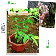 bibit pohon sakura jepang cherry blossom