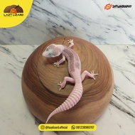 PIED Leopard Gecko, Super Pied Line SSE Super Snow Eclipse