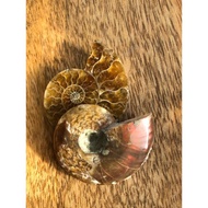 Ammonite fossil stone /natural crystal stone