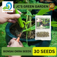(30 SEEDS) BONSAI OKRA SEEDS/High Yield (For Pots and Containers Planting) 1pack