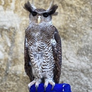 burung hantu / owl bubo sumatra pilihan jinak