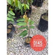 Anak pokok durian D145 @MEK Hijau Ori