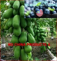 1FT Malaysia 1 Foot Betik Papaya Seeds DIY BenihSayur/Vegetable/Fruit/Herb