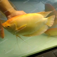 ikan hias gurame padang jumbo