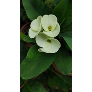 Keratan Mahkota berduri peisian