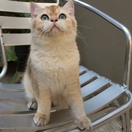 kucing british shorthair / kucing BSH / BSH golden