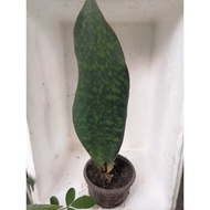 pokok bunga whale fin, tinggi 30 - 40cm utk indoor & outdoor, dlm pasu /polybag (pokok hiasan)