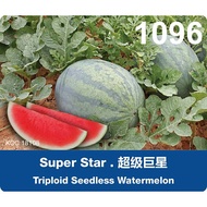 Benih Tembikai Boci Tanpa Biji | Seedless Watermelon Super Star 1096 LECKAT 20gm